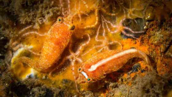 4459_UvD_170621_Zuignapvisjes_De Grote Slak_Doggersbank