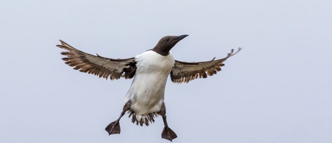 Zeekoet door Mart Smit