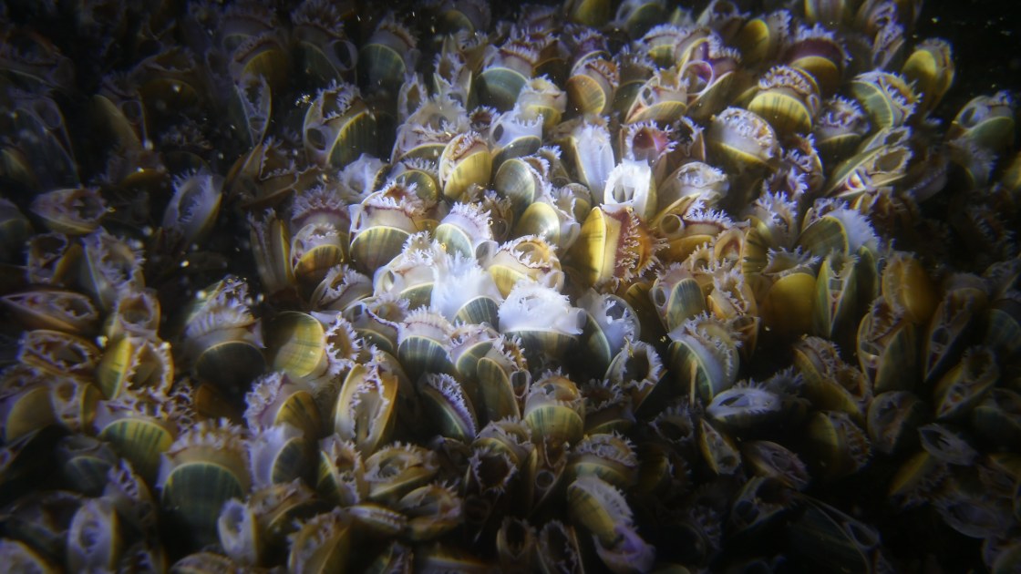 Mosselen – Noordzee