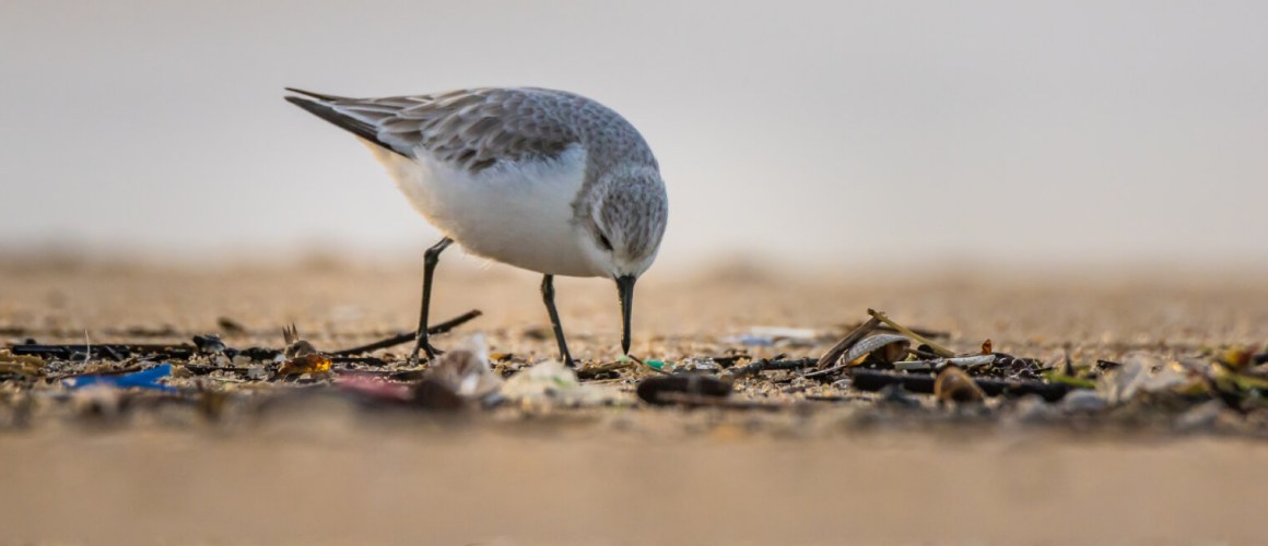 Untitled design (4) (1) (1)