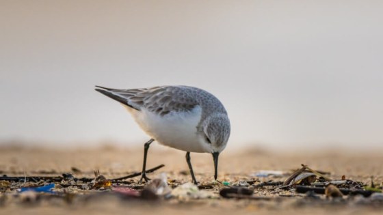 Drieteenstrandloper2 (1)