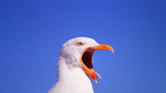 Meeuw met blauwe lucht op achtergrond