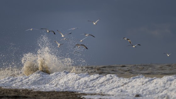 Meeuwen_Jef_Pattyn_7 (1)