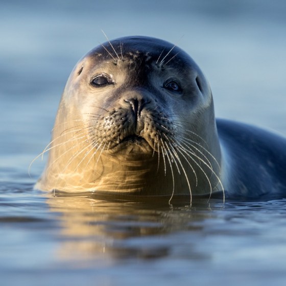Zeehond zwemt in de zee en kijkt recht in de camera