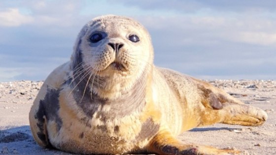 zeehond-op-strand